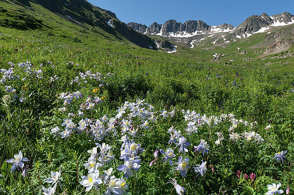 Colorado Photograph - American Basin Blue Columbine by Cascade Colors