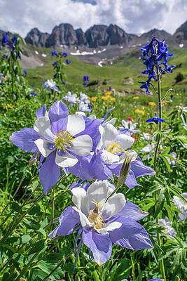 Nature Photograph - American Basin Columbine by Jeff Stoddart