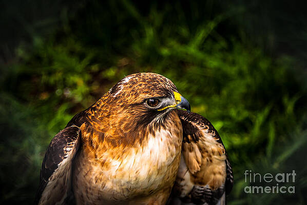 Wall Art featuring the photograph American Kestrel Profile by Blake Webster