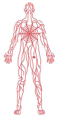 Wall Art featuring the drawing Anatomy Of Human Body And Spider Web by Timothy Goodman