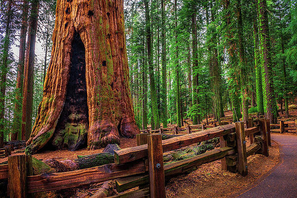 Photograph - Ancient General Sherman Tree In Sequoia National Park by Miroslav Liska