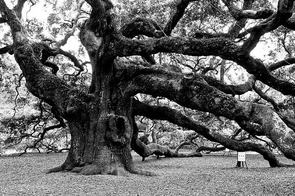 Majestic Angel Oak Tree Photograph