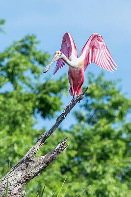 Bird Wall Art featuring the photograph Angel Wings by Ghostwinds Photography