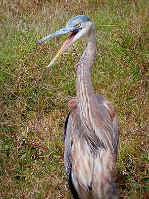 Photograph - Angry Heron by Marshall Hurley