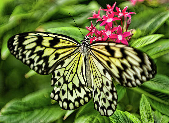 Photograph - Antennae Up by Marshall Hurley
