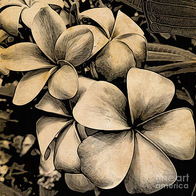 Nature Photograph - Antique Plumerias by Onedayoneimage Photography