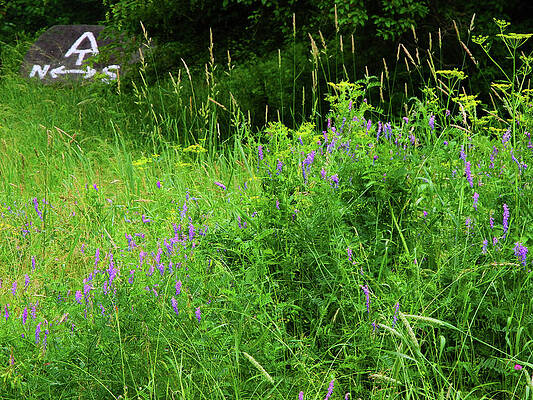 Wall Art featuring the photograph Appalachian Trail Connecticut Wildflowers by Raymond Salani III