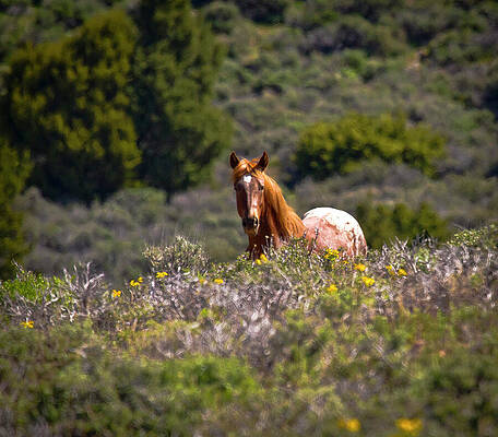 Horse Photograph - Wild Appaloosa Horse Peeking Through Wildflowers by Waterdancer