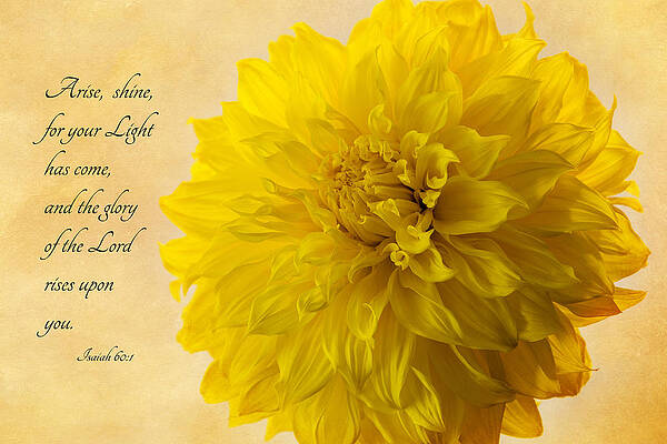 Delicate Photograph - Arise, Shine by Mary Jo Allen