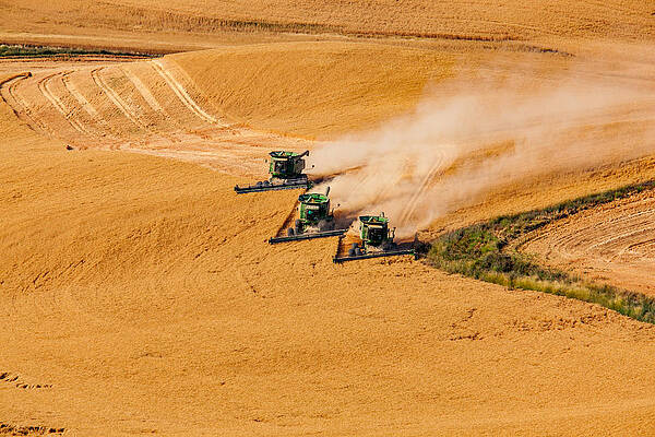 Harvesters in Wheat Field Photograph