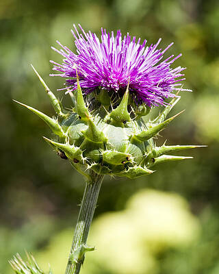 Green Wall Art featuring the photograph Artichoke Thistle 3 by Kelley King