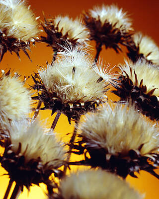 Nature Wall Art featuring the photograph Artichoke Thistle by Kelley King