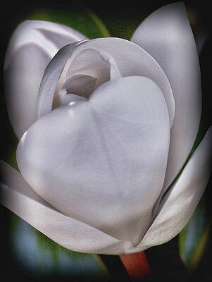 Photograph - Artistic Flower by Rob Narwid