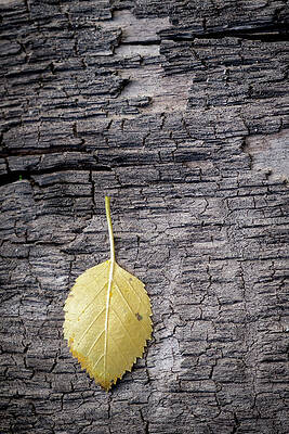 Mary Lee Photograph - Aspen Leaf On Bark by Mary Lee Dereske