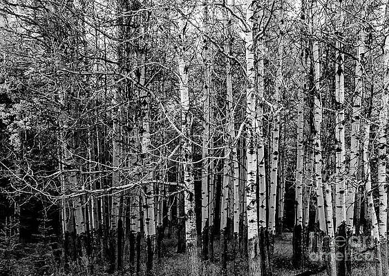 Canada Wall Art featuring the photograph Aspen Trees Canadian Rockies Black And White by Blake Webster