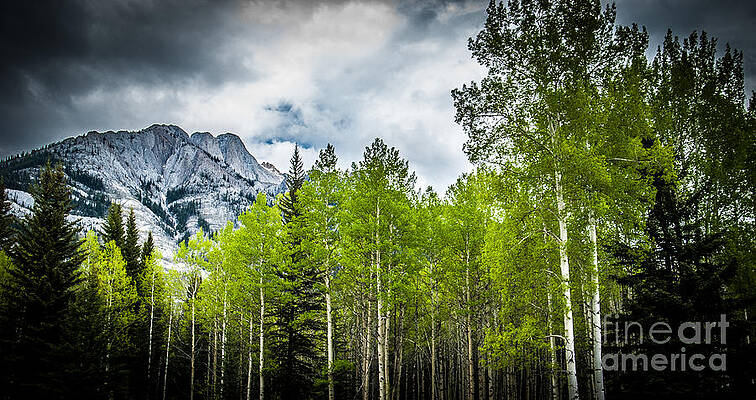 Canada Wall Art featuring the photograph Aspen Trees Canadian Rockies by Blake Webster