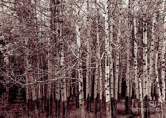 Wall Art featuring the photograph Aspen Trees Canadian Rockies Duo Tone by Blake Webster