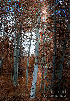 Wall Art featuring the photograph Aspen Trees Ryan Park Wyoming by Blake Webster