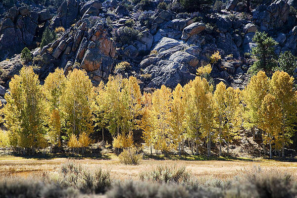 Nature Wall Art featuring the photograph Aspens by Kelley King