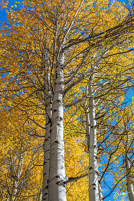 Golden Aspen Trees in Fall Wall Art