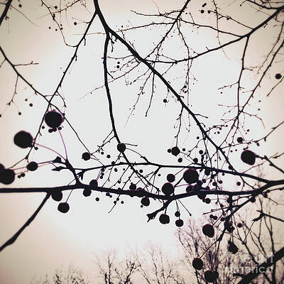 Tree Wall Art featuring the photograph At Dusk by Onedayoneimage Photography