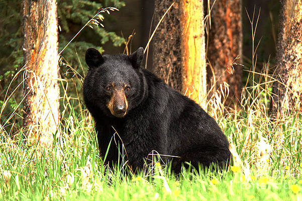 Black Bear in a Forest Wall Art