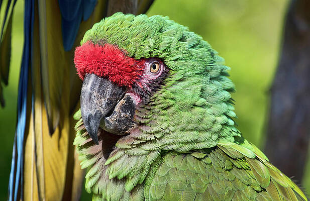 Photograph - AttenTION by Marshall Hurley