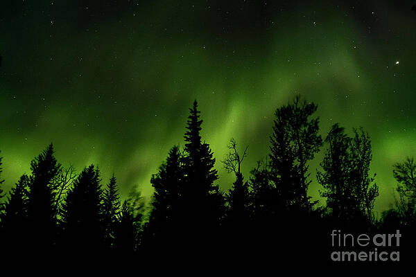 Sky Photograph - Aurora And Wind Through The Trees by Darcy Michaelchuk