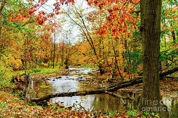 Fall Photograph - Autumn At The Creek by William Norton