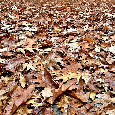 Nature Photograph - Autumn Blanket by Onedayoneimage Photography