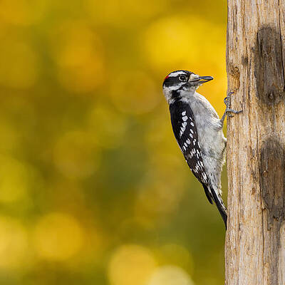 Black And White Wall Art featuring the photograph Autumn Downy With A Seed by Bill and Linda Tiepelman