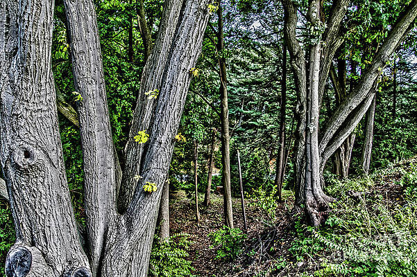 Fall Photograph - Autumn Forest by William Norton