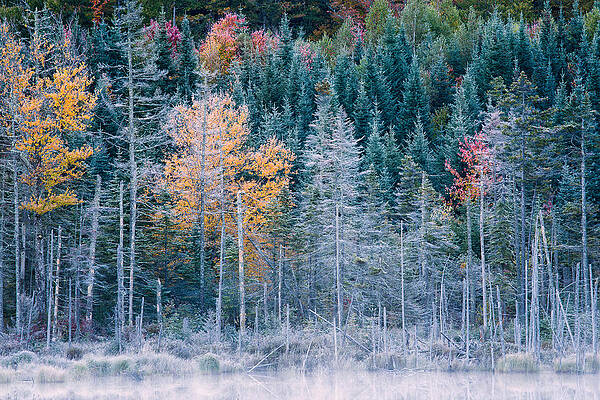Wall Art featuring the photograph Autumn Frost by Jeff Sinon