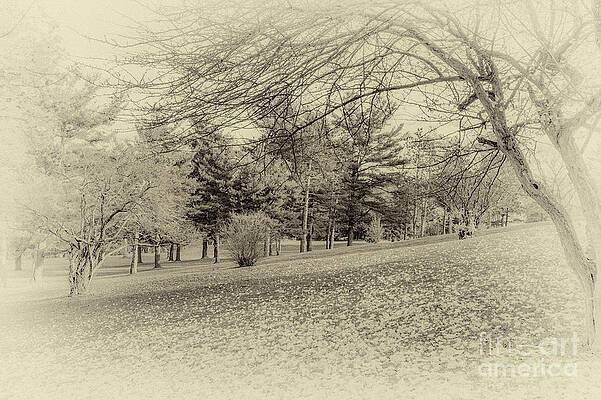 Fall Photograph - Autumn In The Glen by William Norton