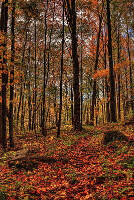 Wild Photograph - Autumn On The Ice Age Trail by Dale Kauzlaric