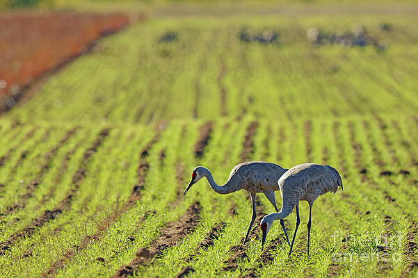Wisconsin Photograph - Autumn Sandhill Pair by Natural Focal Point Photography