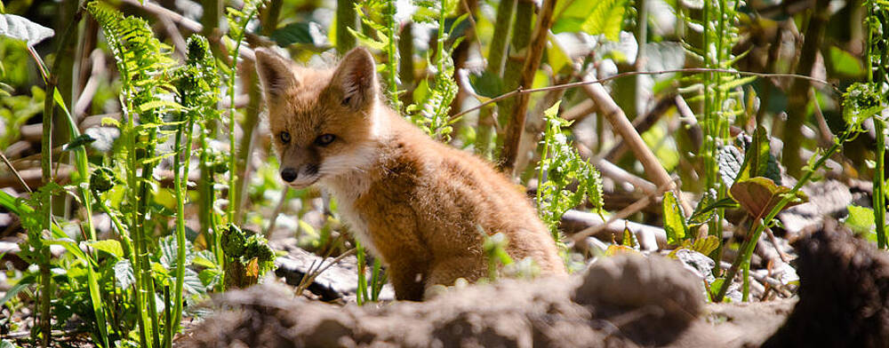 Wall Art featuring the photograph Baby Fox by Crystal Wightman