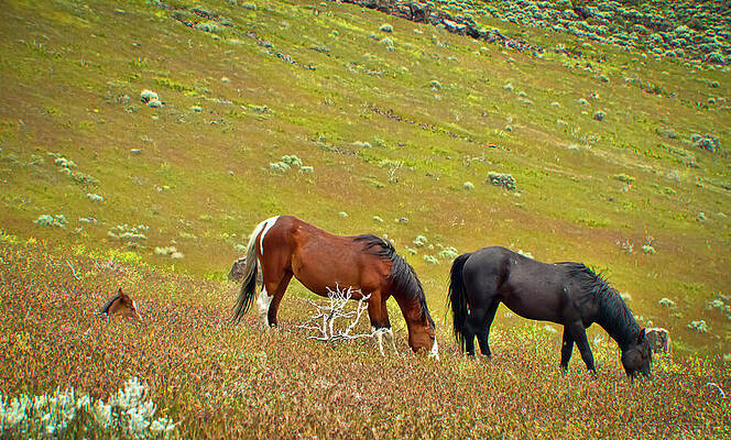 Horse Photograph - Wild Horse Family Grazing In Green Grass by Waterdancer