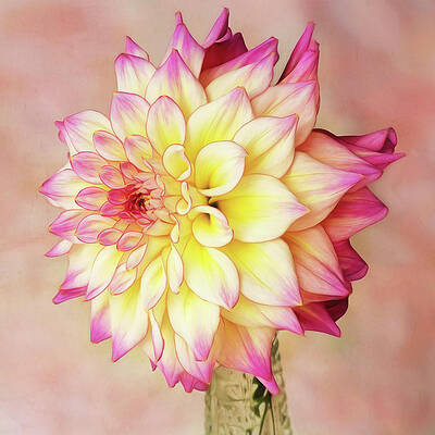 Petal Wall Art featuring the photograph Bahama Mama Dahlia Square by Mary Jo Allen