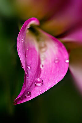 Dew on Vibrant Pink Petal Wall Art