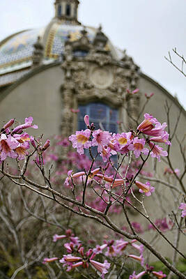 San Diego Wall Art featuring the photograph Balboa Park Building And Spring Flowers - San Diego by Waterdancer