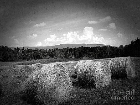 Tree Wall Art featuring the photograph Bales In Monochrome by Onedayoneimage Photography