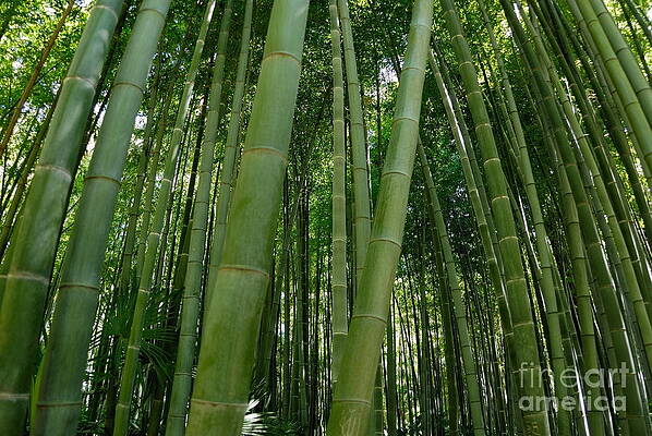 Lush Green Bamboo Forest Wall Art