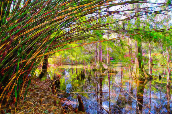 Wall Art featuring the photograph Bamboo Swamp by Crystal Wightman