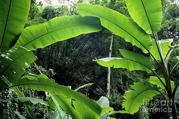 Outdoors Wall Art featuring the photograph Banana Trees In Jungle by Sami Sarkis Photography