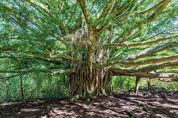 Majestic Banyan Tree Wall Art