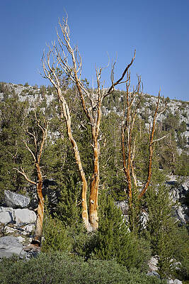 Nature Wall Art featuring the photograph Bare Trees by Kelley King