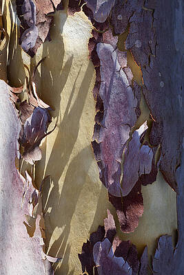 Nature Wall Art featuring the photograph Bark Texture by Kelley King