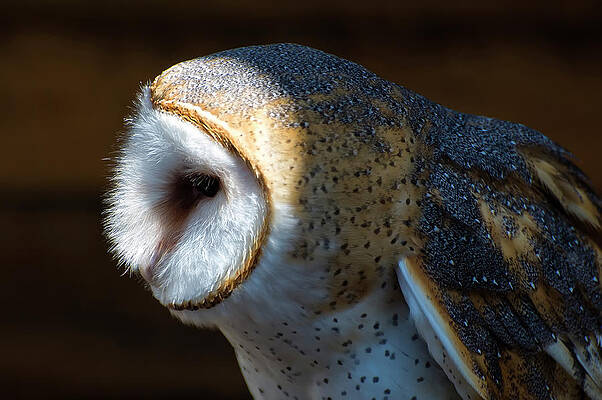 Wall Art featuring the photograph Barn Owl Profile by Flees Photos