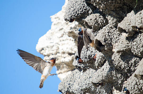 Wall Art featuring the photograph Barn Swallows Home by Crystal Wightman